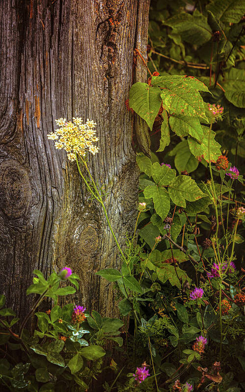 Flowers Art Print featuring the photograph Flora and Wood by Steve Kelley