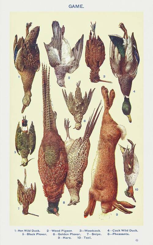 Game Hen Art Print featuring the drawing Game I by Mrs Beeton