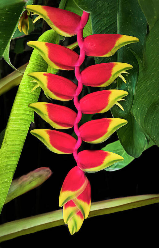 Heliconia Art Print featuring the photograph Heliconia Lobster Claw by Ginger Stein