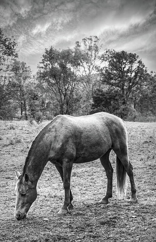 Cades Art Print featuring the photograph Horses Grazing in Cades Cove Black and White by Debra and Dave Vanderlaan