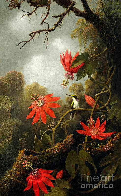 Hummingbird And Passionflowers Art Print featuring the photograph Hummingbird and Passion Flowers by Martin Johnson Heade by Carlos Diaz