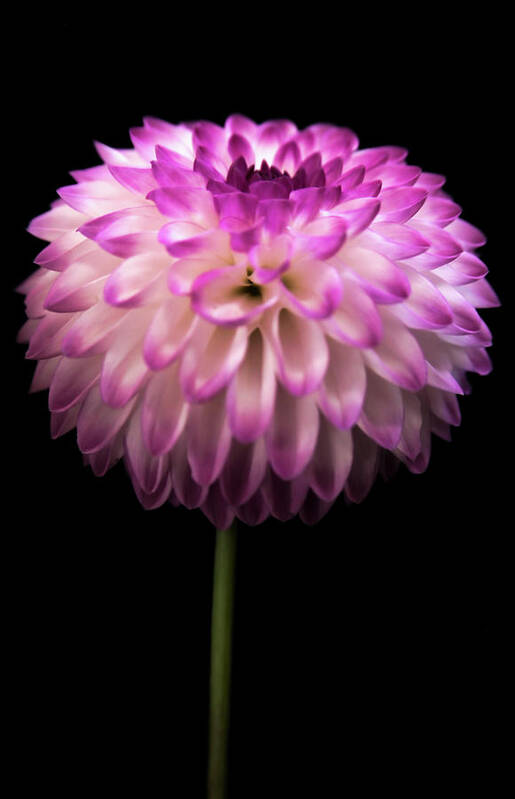Dahlia Art Print featuring the photograph Single and Beautiful by Sally Bauer