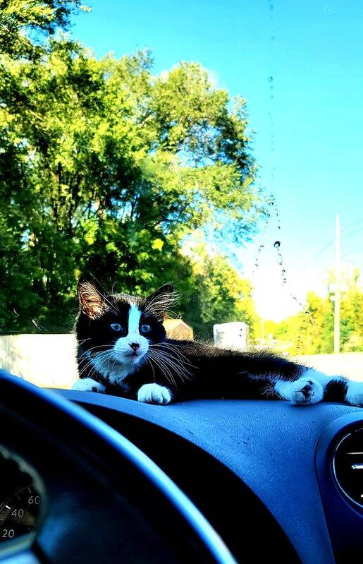 Sun Art Print featuring the photograph Sunbathing on the dash by Shalane Poole