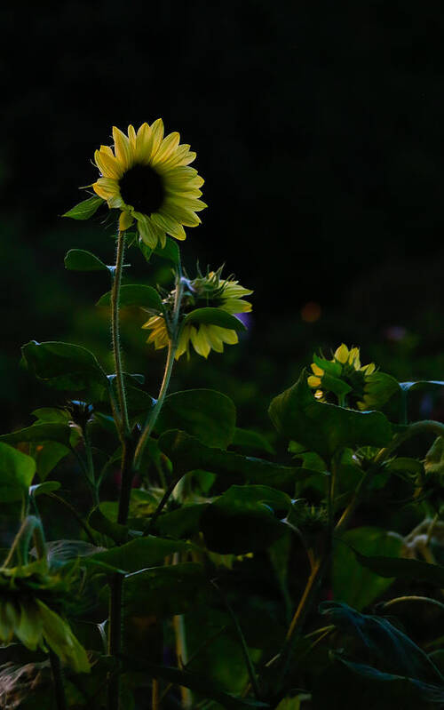 Flowers Art Print featuring the photograph Flowers 4 by Carol Jorgensen