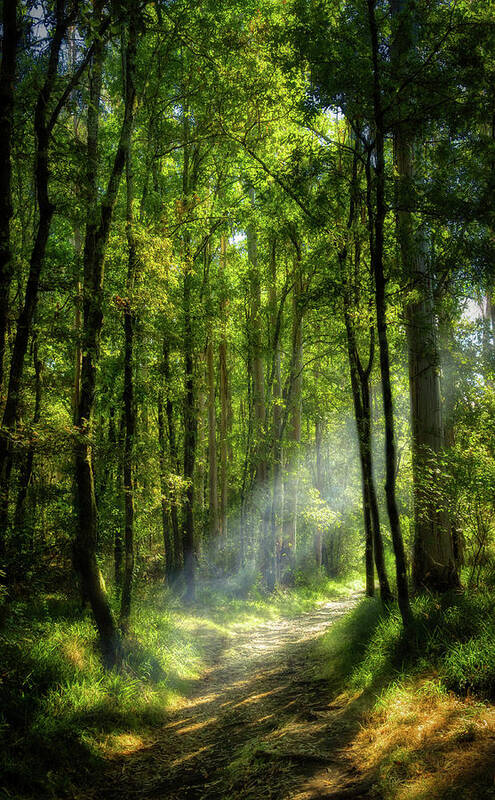 Trail Art Print featuring the photograph Trail in the woodland by Micah Offman