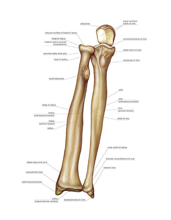 Forearm Anatomy Bones - Anatomy Drawing Diagram