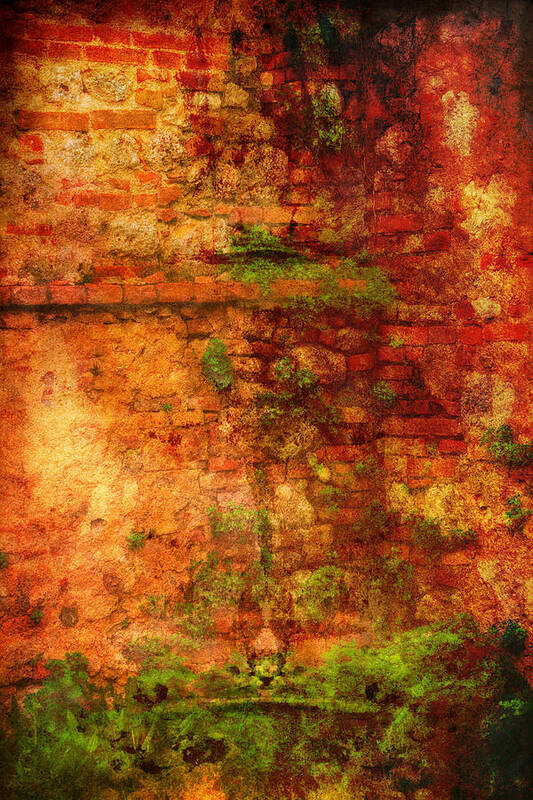Italian Wall With Vines Art Print featuring the photograph Abstract Vines on Wall - Radi Italy by Bob Coates