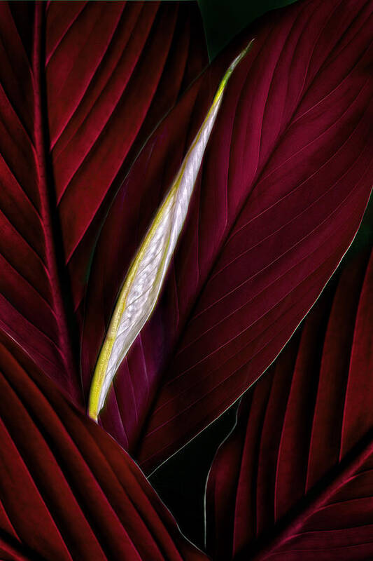 Anthurium Plant Art Photo Art Print featuring the photograph Anthurium Leaves and Bud Burgundy by Bob Coates