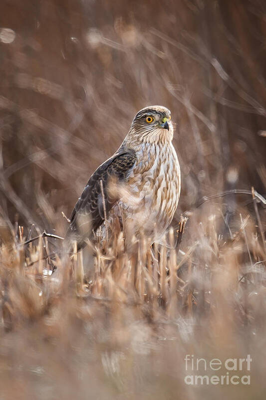 Avian Art Print featuring the photograph Broad-winged Hawk by Ronald Lutz