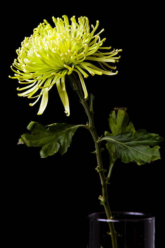 Green Art Print featuring the photograph Chrysanthemum by Sennie Pierson