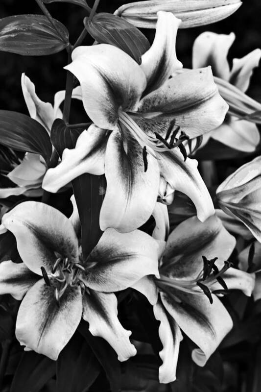 Beautiful Art Print featuring the photograph Dramatic Lilies by Dawn Currie