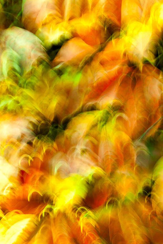 Leaves Art Print featuring the photograph Enchantment No.6 by Daniel Csoka
