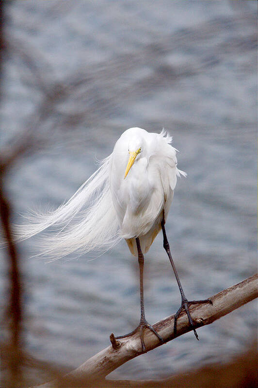 Roy Williams Art Print featuring the photograph Great Egret Windy Portrait by Roy Williams