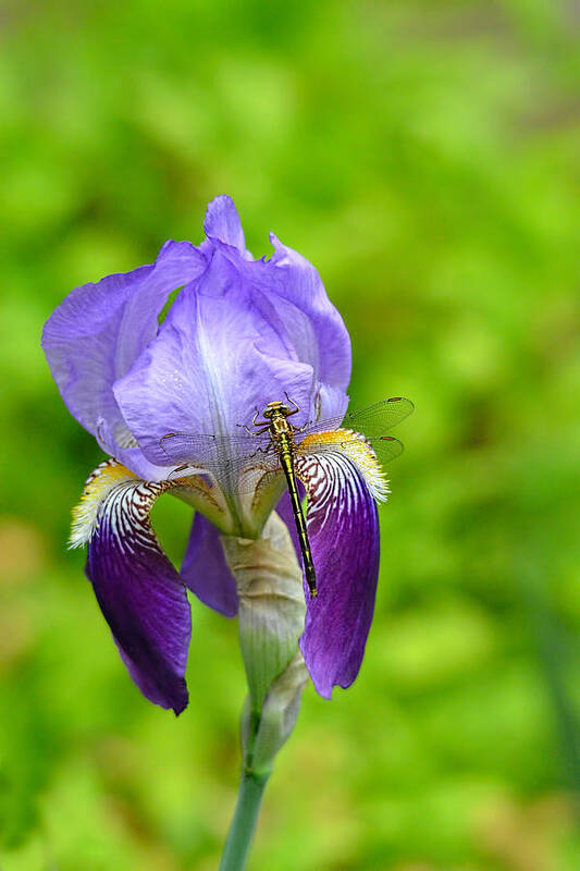 Iris Germanica Art Print featuring the photograph Iris and the Dragonfly 7 by Jai Johnson