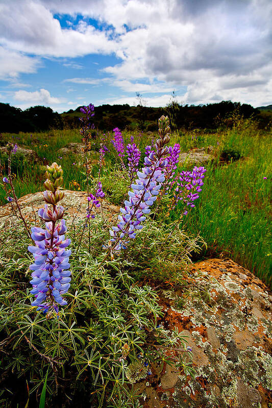 California Art Print featuring the photograph Lupine by Peter Tellone