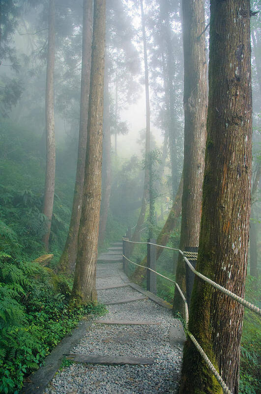 Forest Art Print featuring the photograph Misty Trail by Shuwen Wu