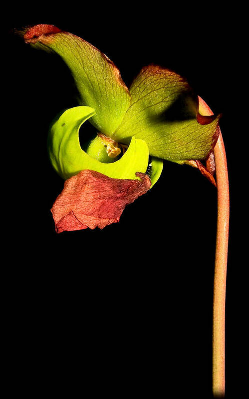 Carnivorous Plants Art Print featuring the photograph Pitcher Me Perfect.... by Tammy Schneider