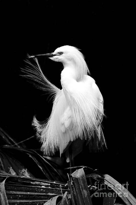 Snowy Egret Art Print featuring the photograph Preening Egret by Jayne Carney