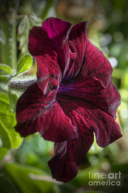 Ruby Art Print featuring the photograph Ruby Red Petunia by Sarah Schroder