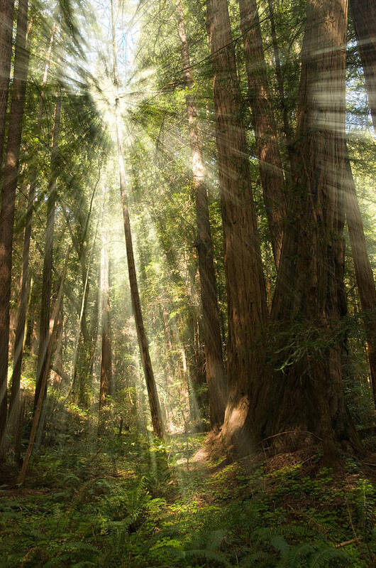 Muir Woods Art Print featuring the photograph Through the Trees by Mick Burkey