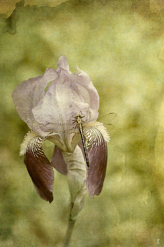 Iris Germanica Art Print featuring the photograph Vintage Iris and Dragonfly by Jai Johnson