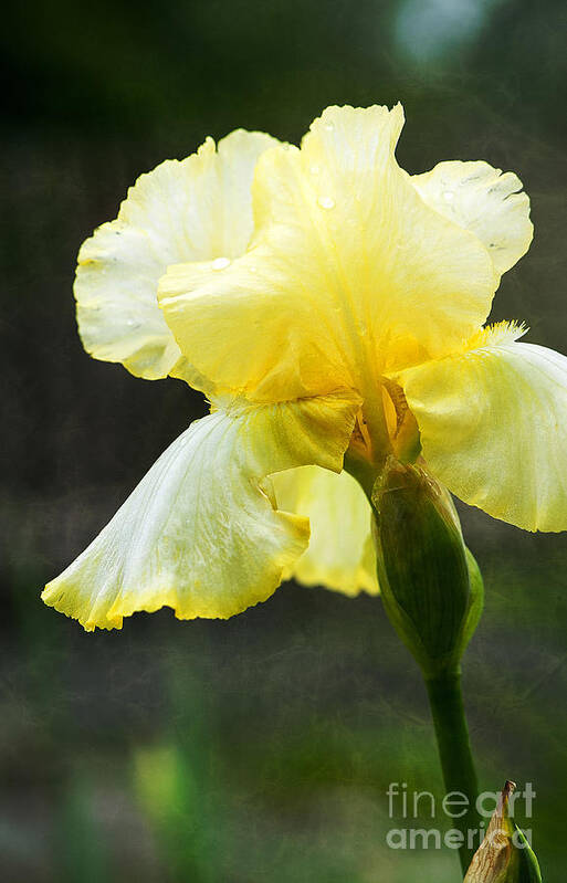 Floral Art Print featuring the photograph Yellow Iris by Lee Craig