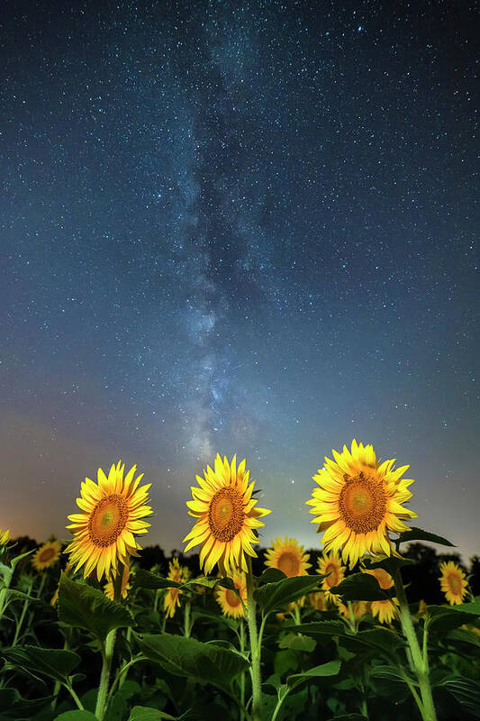 Ryan Heffron Art Print featuring the photograph Sunflower Galaxy iii by Ryan Heffron