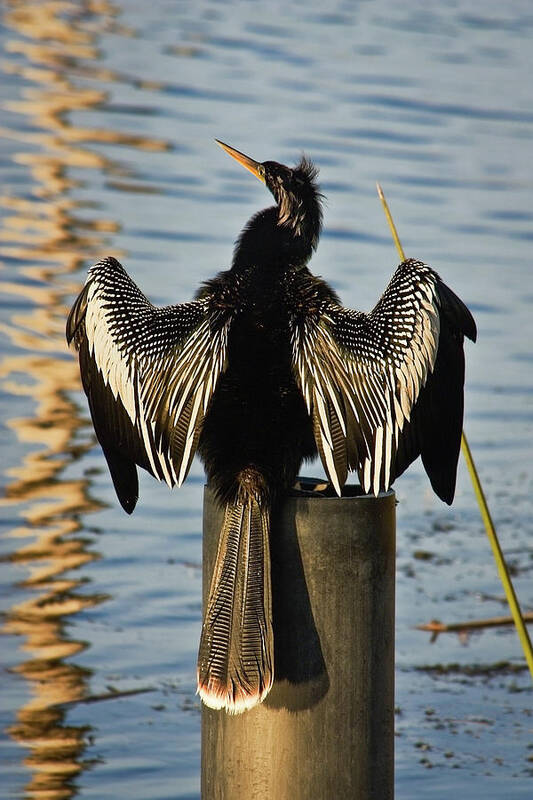 Anhinga Art Print featuring the photograph Anhinga Beauty by Dawn Currie