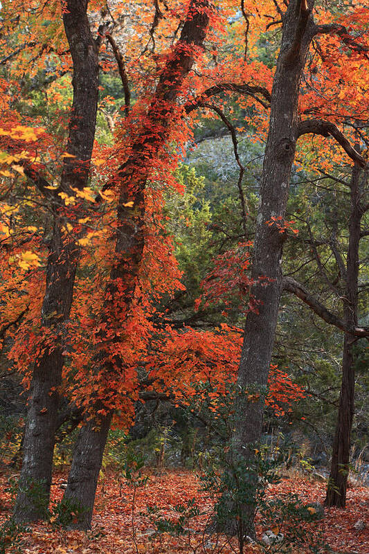 Lost Maples Art Print featuring the photograph Autumn in the Texas Hill Country by Paul Huchton