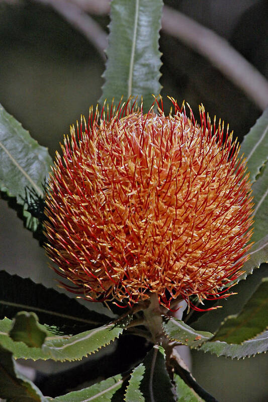 Banksia Art Print featuring the photograph Banksia attenuata by Tony Brown