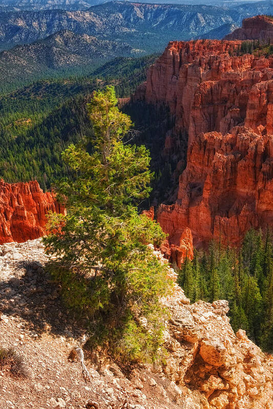 Bryce Canyon Scenic Art Print featuring the photograph Bryce Canyon - Pine Tree by Bob Coates