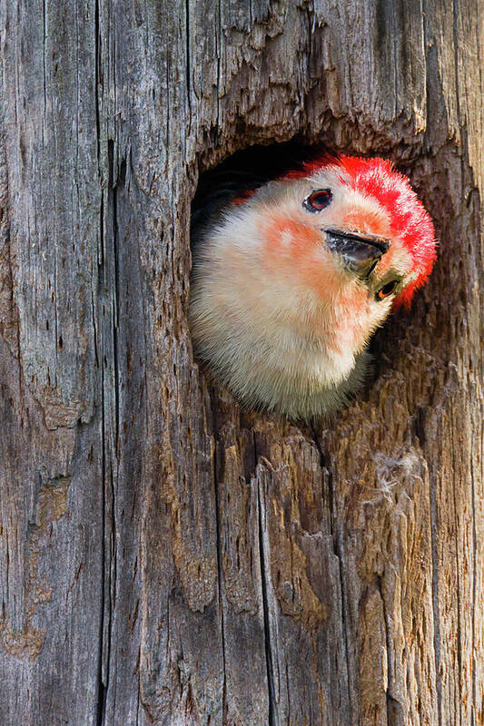 Dawn Currie Photography Art Print featuring the photograph Curious Woodpecker by Dawn Currie