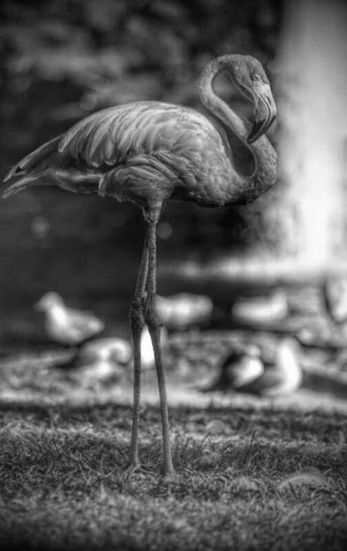 Flamingo Art Print featuring the photograph Dark Side of the Pond by Stoney Lawrentz