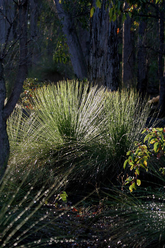 Plant Art Print featuring the photograph Dew on a Grass Tree by Tony Brown