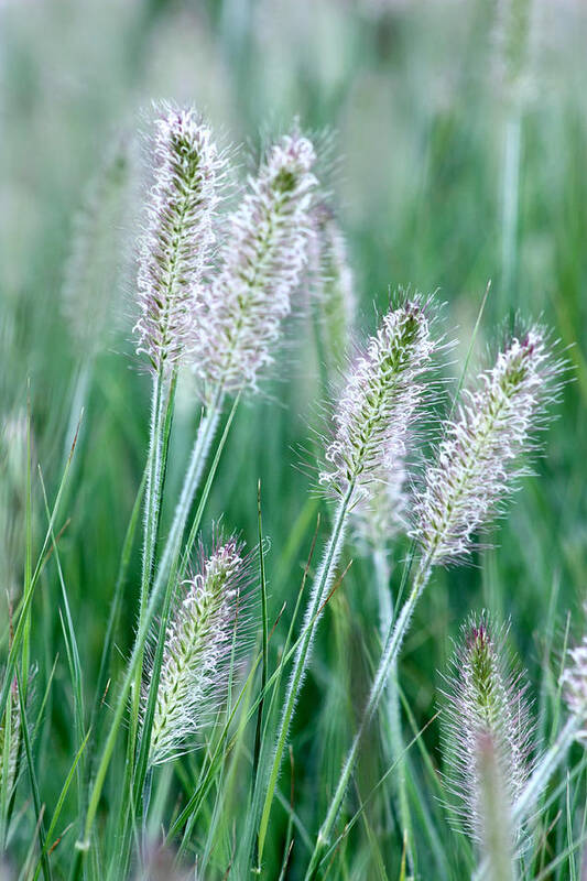 Grass Art Print featuring the photograph Grass Brushes by Barbara White