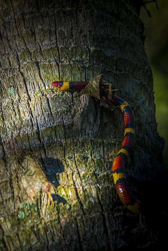 King Snake Art Print featuring the photograph I See You by Marvin Spates