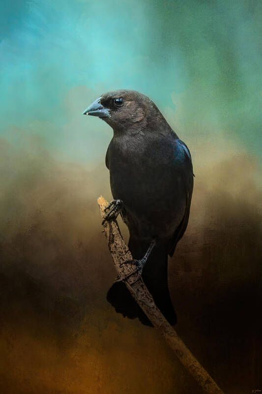 Jai Johnson Art Print featuring the photograph Lazy Bird by Jai Johnson