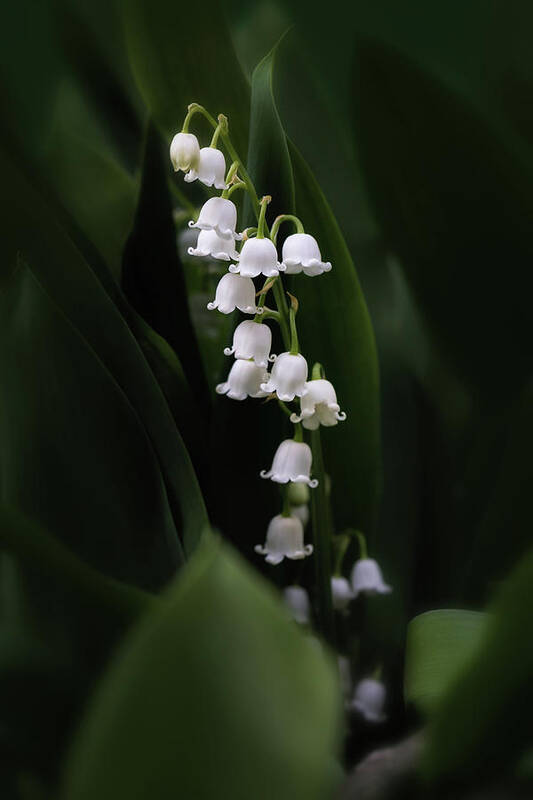 Lily Of The Valley Art Print featuring the photograph Lily of the Valley by Tom Mc Nemar