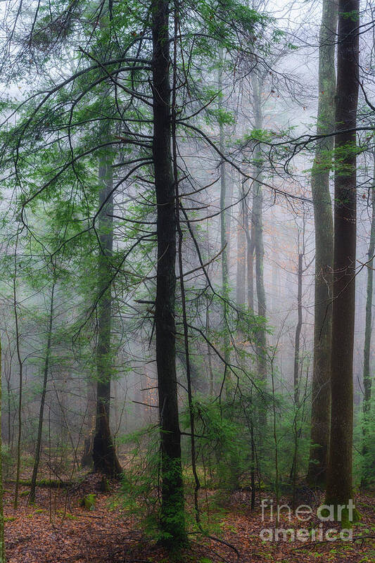 Fog Art Print featuring the photograph Misty Winter Forest by Thomas R Fletcher