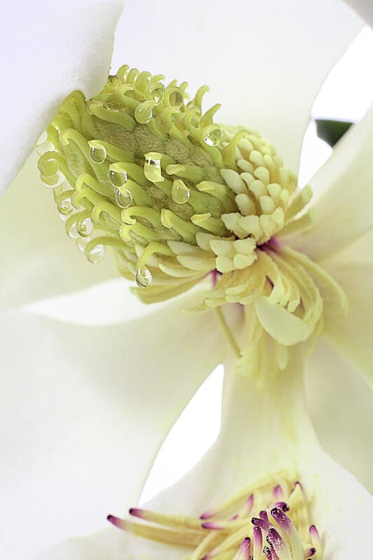 Magnolia Grandiflora Art Print featuring the photograph Morning Dew on The Magnolia by JC Findley