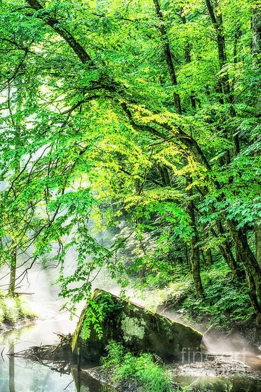 Spring Art Print featuring the photograph Morning Light in the Forest by Thomas R Fletcher