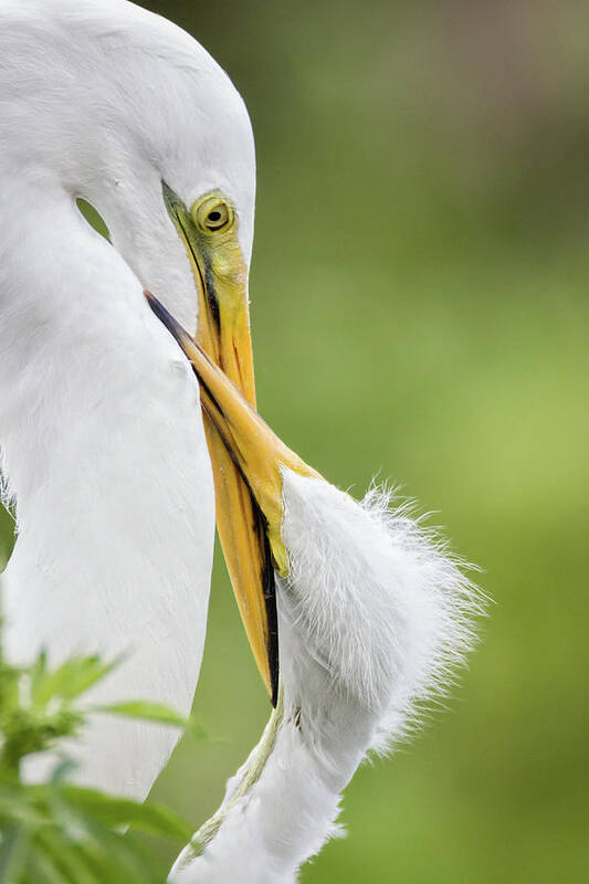 Egret Art Print featuring the photograph Mother and Child by Dawn Currie