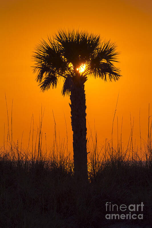 Cove Art Print featuring the photograph Palm Light by Marvin Spates