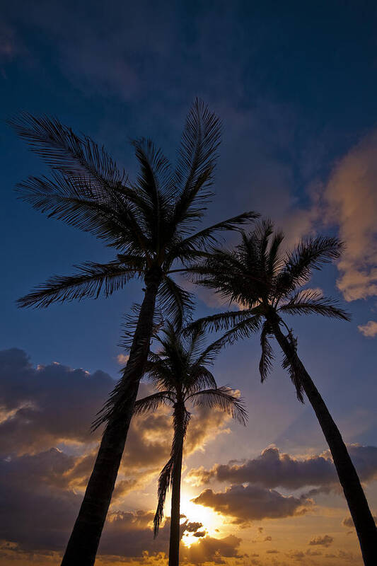 Palm Art Print featuring the photograph Palm Sunrise by Ryan Heffron