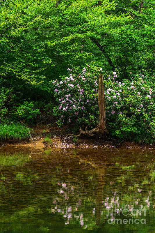 Rhododendron Maximum Art Print featuring the photograph Riverside Rhododendron by Thomas R Fletcher