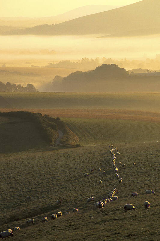 Misty Art Print featuring the photograph Sheep and misty South Downs by Hazy Apple