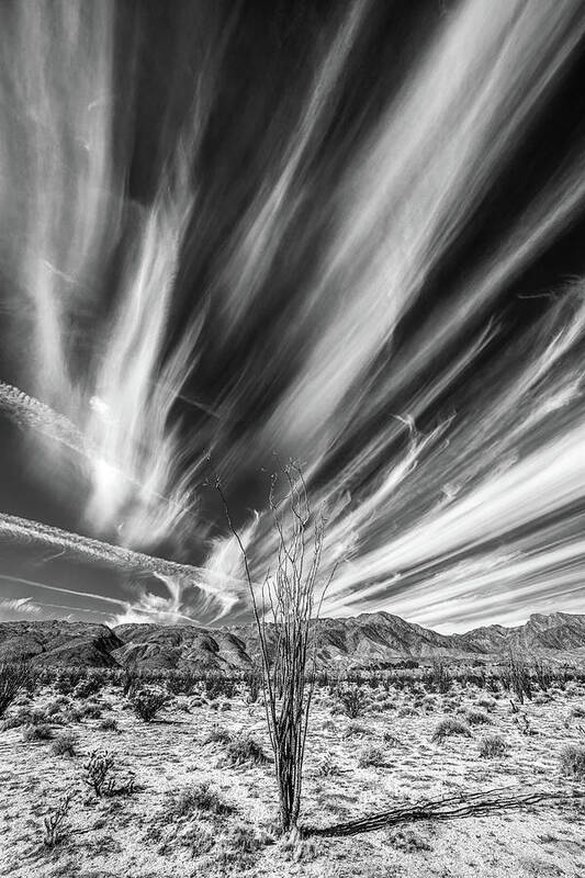 Clouds Art Print featuring the photograph A Very Cirrus Ocotillo B and W by Peter Tellone