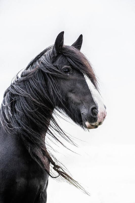 Horse Art Print featuring the photograph Brodie - Horse Art by Lisa Saint