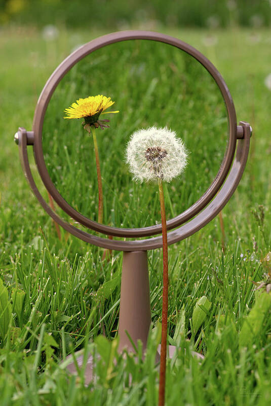 Dandelion Art Print featuring the photograph In the Eye of the Beholder - Dandelion seed puff with flower reflected in mirror by Peter Herman