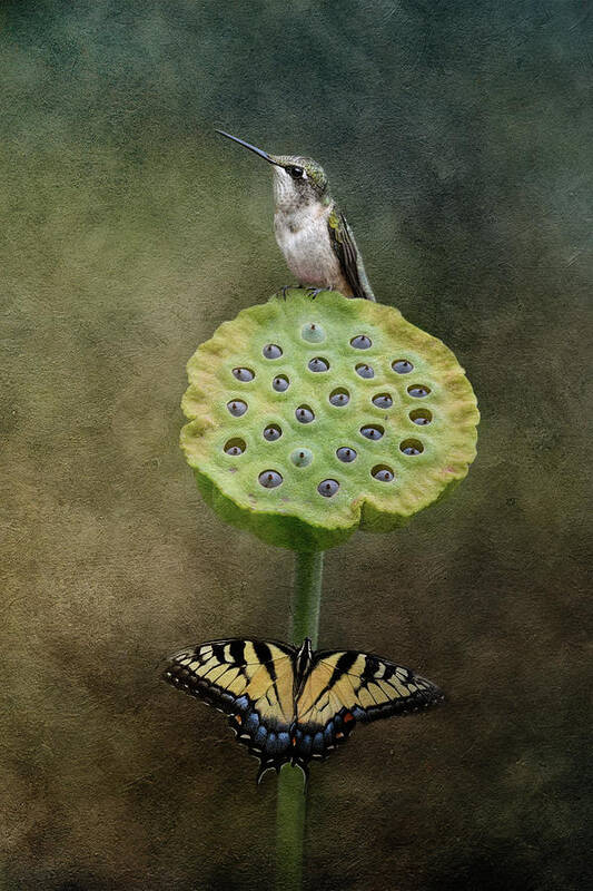 Hummingbird Art Print featuring the photograph It's The Little Things by Jai Johnson